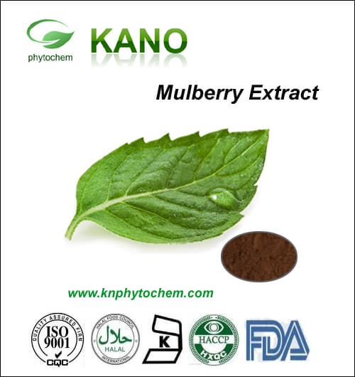 Mulberry Extract DNJ Morus AlbaL